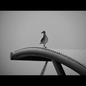 Meet your Posher, Karell